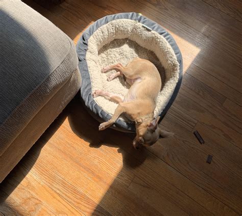 Earth rotation issues. : r/Chihuahua