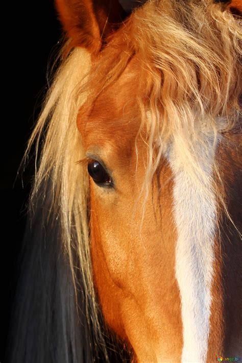 Brown horse head free image - № 56084
