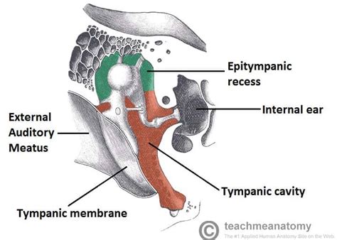 The Middle Ear - Parts - Bones - Muscles - TeachMeAnatomy
