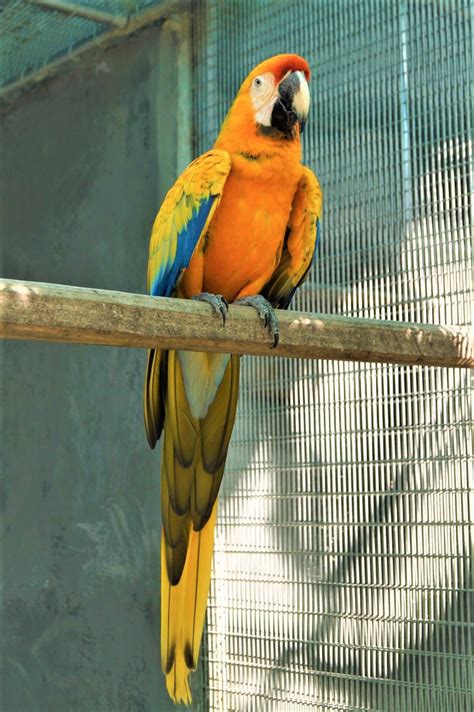 Camelot Macaw (Catalina Macaw X Scarlet Macaw)