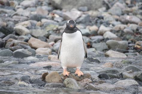 Gentoo изображение. изображение: 3881387