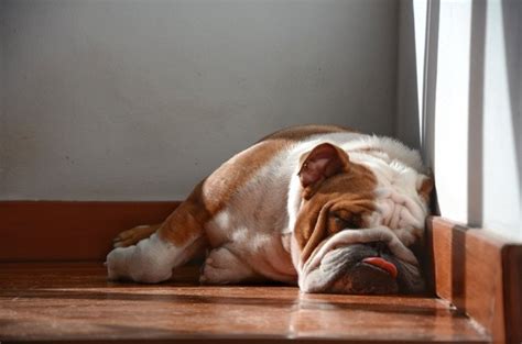 What Causes Dog Snoring? Dog Health Problems - PetGuide | PetGuide