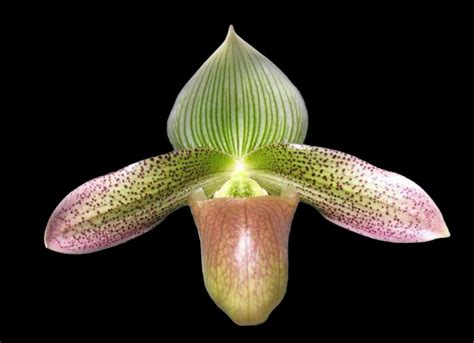 paph helen milton sukhakulii violascens blooming size etsy