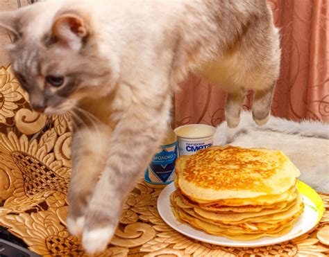 Котик с блинами - 71 фото