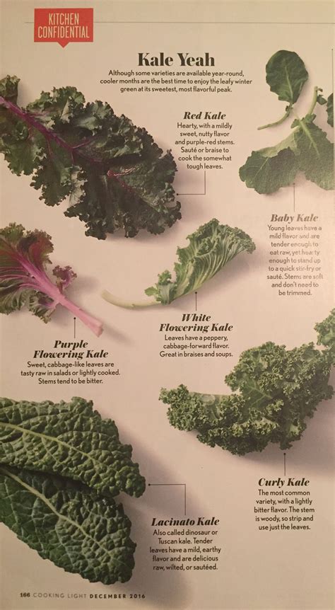 Types Of Kale Chart - Educational Chart Resources