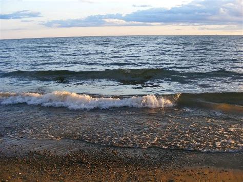 Lots of birds - Picture of Hanlan's Point Beach, Toronto - TripAdvisor