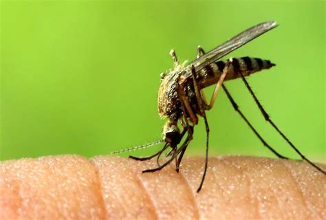Bill Gates: Mosquitoes Are the Deadliest Animals