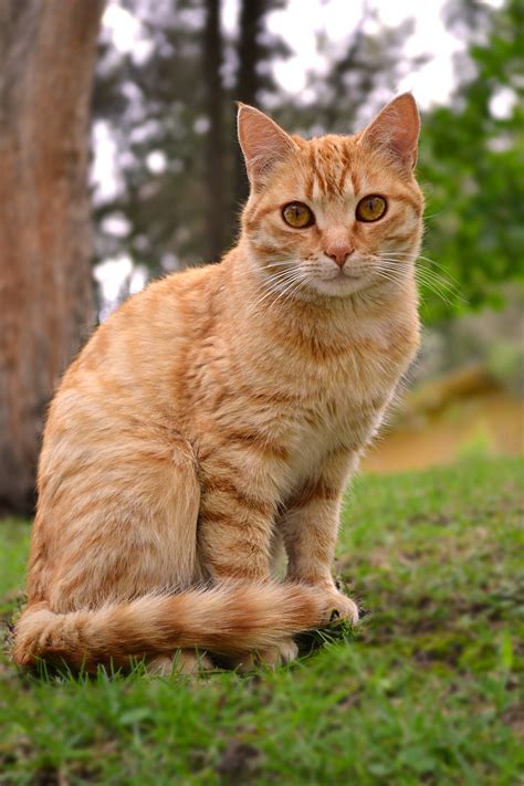European Shorthair Ginger European Shorthair Tabby Cat On A Red