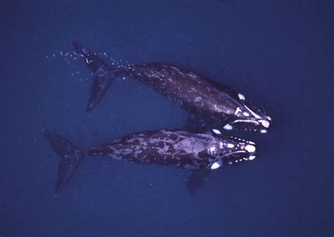 Secrets of the Whale Riders – UNews Archive