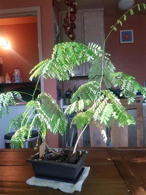 I have 2 Pine trees growing together, is this a bad idea? : r/Bonsai