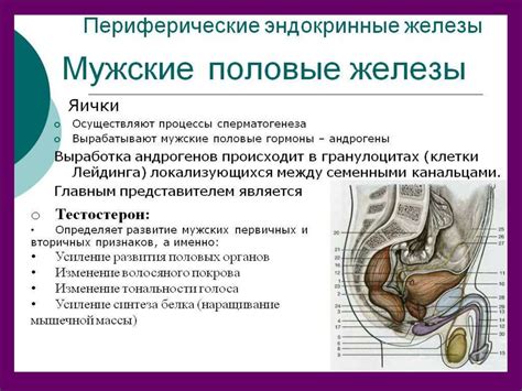 Половая система мужчины - презентация онлайн