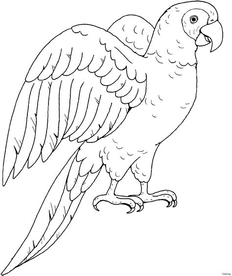 Parrot Drawing Pictures at GetDrawings | Free download