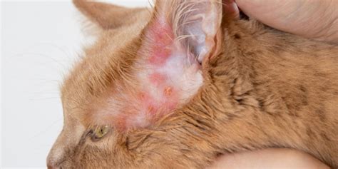 cat skin infection symptoms - Artie Ashton