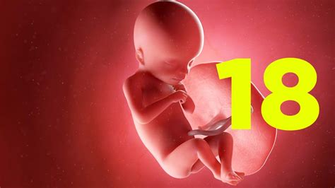 Bebe Com 18 Semanas Mexe Muito - 18 semanas de gravidez | Gestação semana a semana