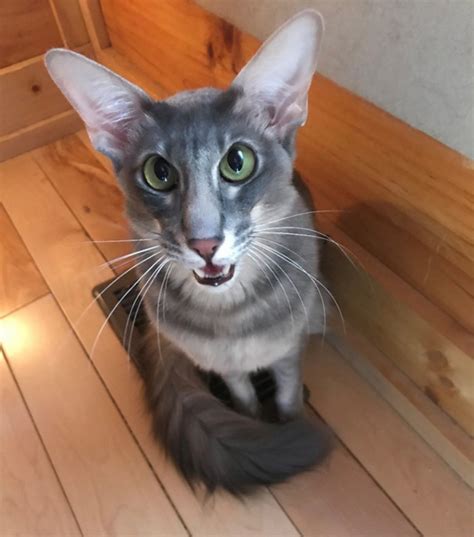 Oriental Longhair vs African Serval - Breed Comparison