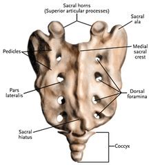Anatomy bones 3 Flashcards | Quizlet