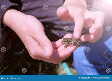 Frog Catching Fly With Tongue Royalty-Free Stock Photography ...
