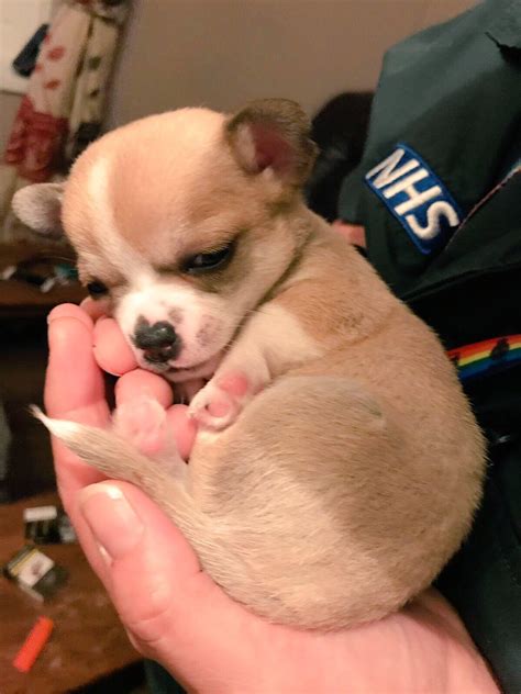 Little chihuahua pup : r/dogpictures