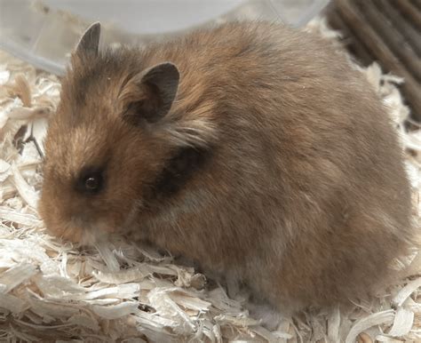 best hamster overweight fast 8