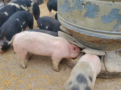 Meyer Swine Farm