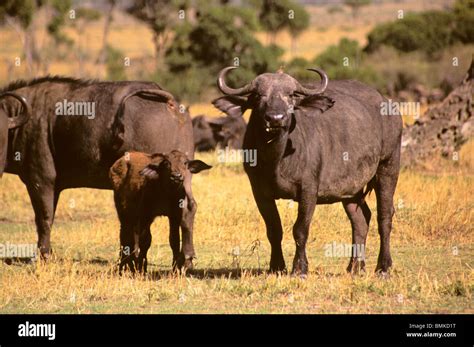 Africa, Kenya, Maasai Mara Stock Photo - Alamy