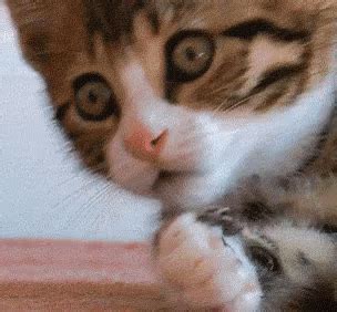 Shocked Cat GIF - Shocked Cat Surprised - Discover & Share GIFs