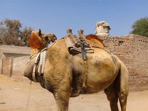 en la categoria camelus linnaeus de fotos  imagenes de stock