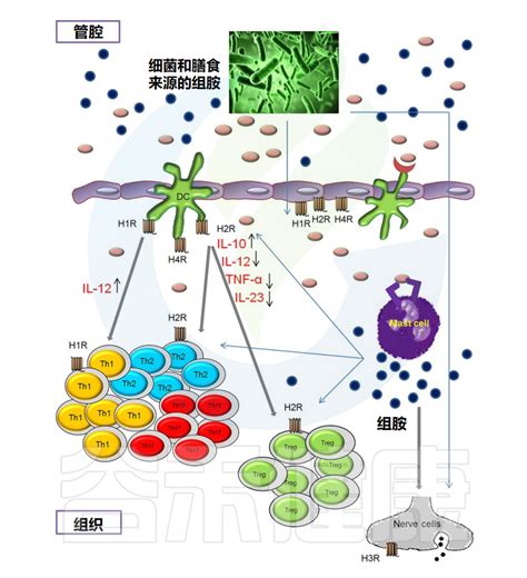 过敏反应的重要介质——组胺与免疫及肠道疾病 – 谷禾健康
