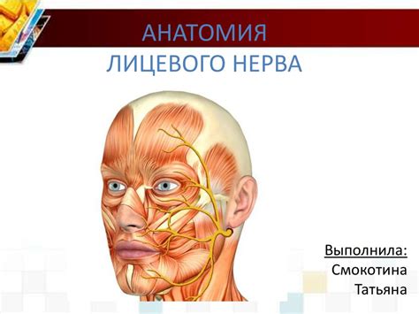 Анатомия лицевого нерва - online presentation