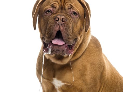 7 Dogs That Drool A Lot, According to Vets - Parade Pets