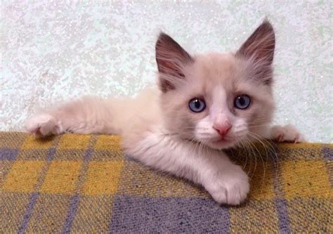 Хазяї кошеняти, що не мало кігтів та голосу, хотіли позбутися його, але ...