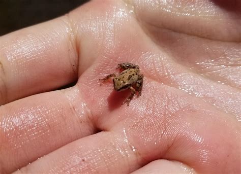 2033 best Tiniest images on Pholder | Aww, Tinyanimalsonfingers and