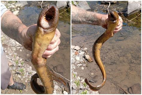 fisherman finds sea creature   weirdest mouth    york