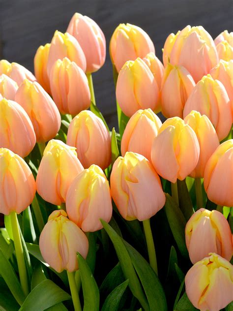 Tulip Bulbs Mango Charm® | DutchGrown™