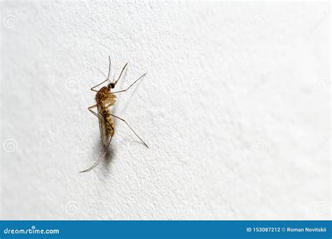 A Mosquito with a Protruding Proboscis Sits on a White Wall. Text Space ...