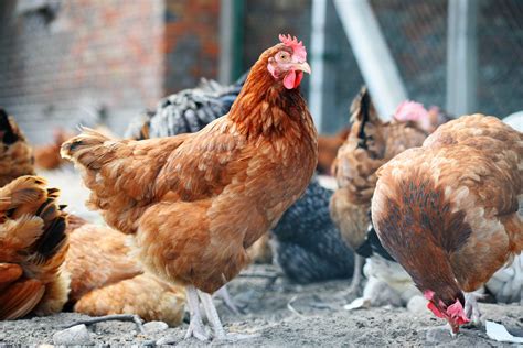 Chicken Breed Does Affect Taste and Texture - Backyard Poultry