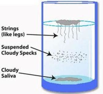 Candida Test - ABUNDANT LIFE HEALTH & WELLNESS