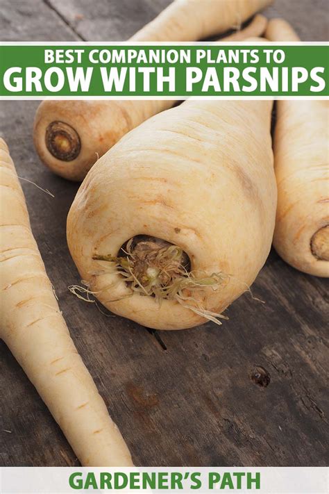 The Best Companion Plants for Parsnips | Gardener’s Path