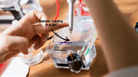 dna gel loading dye bromophenol blue  xylene cyanol
