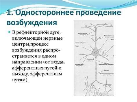 Нервные центры и их свойства - презентация онлайн