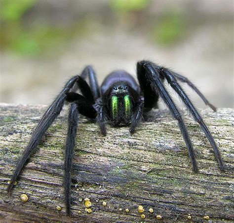 freaky spider: Terrifying tube web spider video - Strange sounds