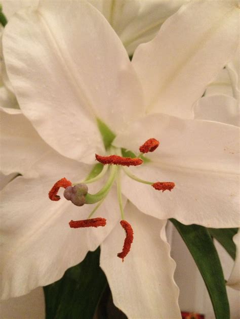 vit lilja doftar sa gott