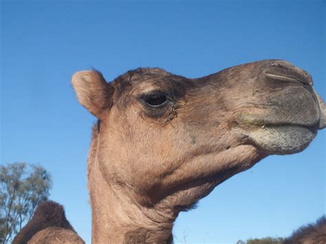 Did you know this about a camel toe? | Pyndan Camel Tracks