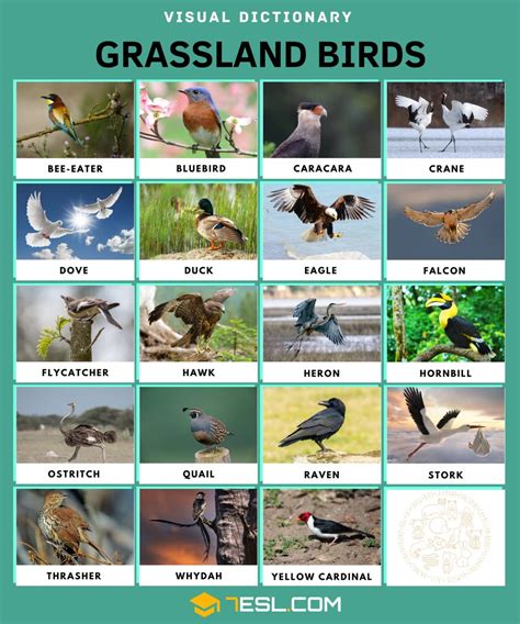 List of Grassland Animals in English with Pictures • 7ESL