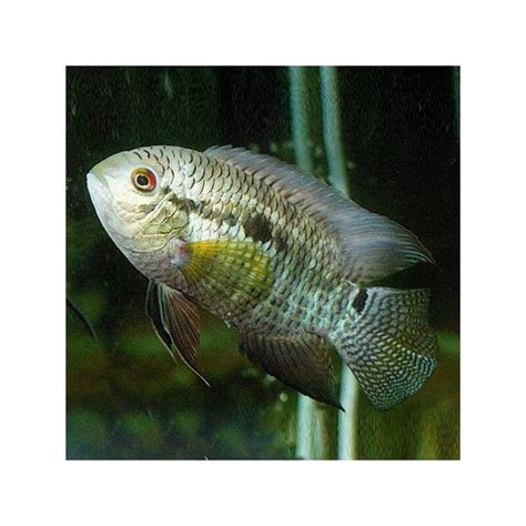 Cichlasoma dimerus 5-6cm - Univers Aquatique