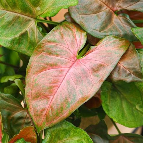 Syngonium 'Christmas' ~ 25cm - Kwiaty i Rośliny Doniczkowe CocaFlora
