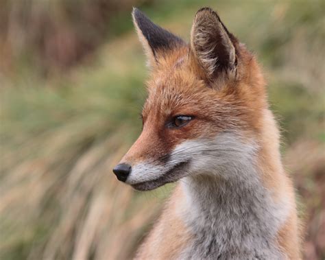 red fox  stock photo public domain pictures