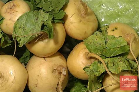 Репа (Brassica rapa) — описание, выращивание, фото | на LePlants.ru
