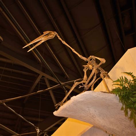 quetzalcoatlus skeleton cast fossil crates