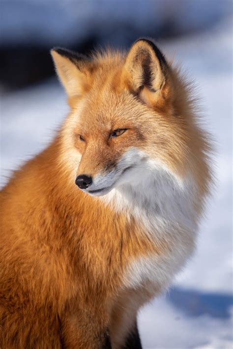 Fox | ALASKA.ORG